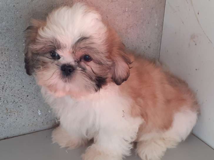 Chiots Shih Tzu  superbe Mâle  à vendre
