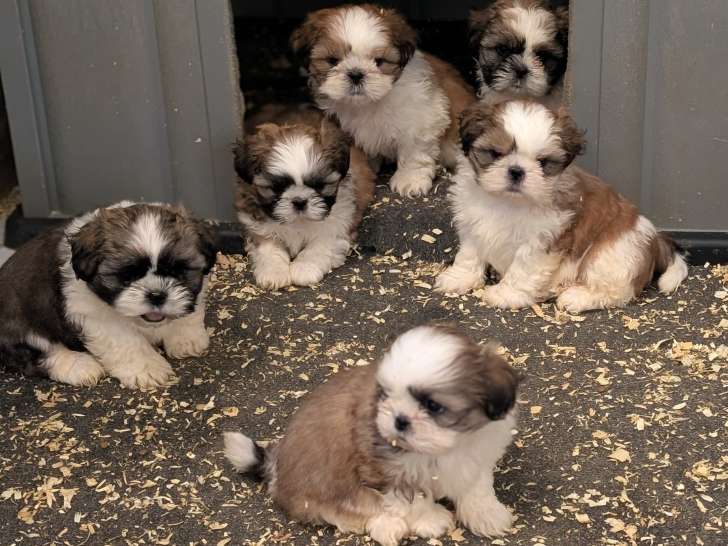 Chiots Shih Tzu  disponibles