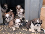 Chiots Shih Tzu  disponibles
