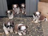 Chiots Shih Tzu  disponibles