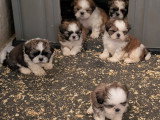 Chiots Shih Tzu  disponibles