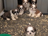 Chiots Shih Tzu  disponibles