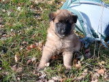 Chiot berger  belge  Tervueren LOF à vendre