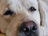 Mâle Labrador Retriever disponible pour saillie