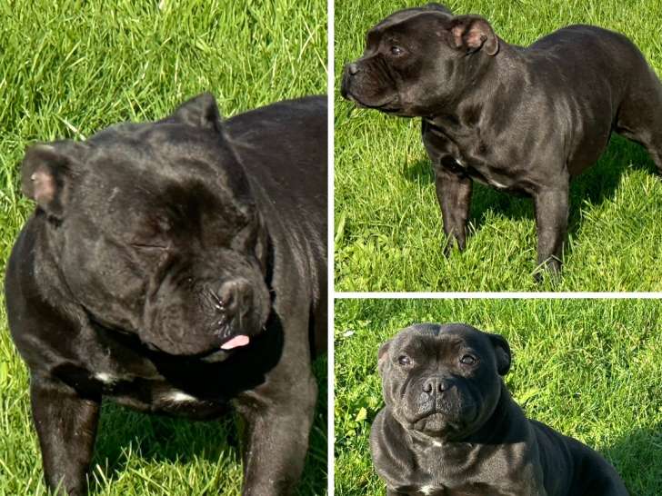 Femelle Staffie LOF noire de 3 ans à vendre