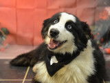 Chiot Berger Australien LOF aux yeux bleus à vendre