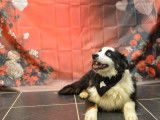 Chiot Berger Australien LOF aux yeux bleus à vendre