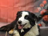 Chiot Berger Australien LOF aux yeux bleus à vendre