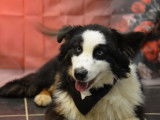 Chiot Berger Australien LOF aux yeux bleus à vendre
