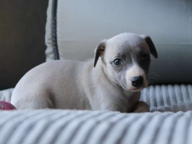 5 chiots Whippets LOF à réserver