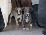 5 chiots Whippets LOF à réserver