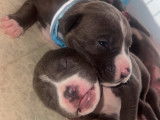 Mâle American Staffordshire Terrier bleu de pure race disponible pour saillie