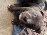 Mâle American Staffordshire Terrier bleu de pure race disponible pour saillie