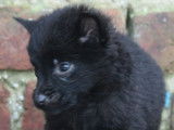 1 chiot femelle Schipperke LOF à vendre