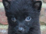 1 chiot femelle Schipperke LOF à vendre