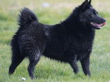 1 chiot femelle Schipperke LOF à vendre