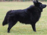 1 chiot femelle Schipperke LOF à vendre