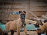 4 chiots Malinois LOF à réserver