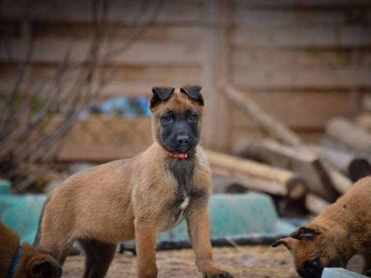 4 chiots Malinois LOF à réserver