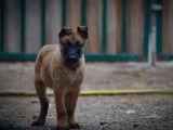 4 chiots Malinois LOF à réserver