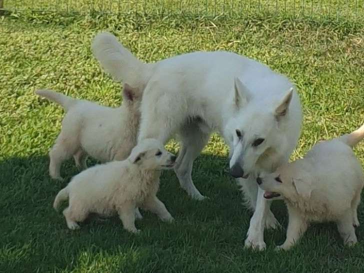 Chiots Bergers Blancs Suisses LOF à vendre