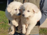 Chiots Bergers Blancs Suisses LOF à vendre