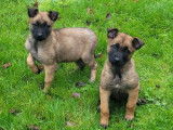 2 chiots femelles Bergers Belges Malinois LOF à vendre