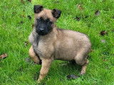 2 chiots femelles Bergers Belges Malinois LOF à vendre