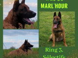 2 chiots femelles Bergers Belges Malinois LOF à vendre