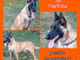 2 chiots femelles Bergers Belges Malinois LOF à vendre
