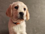 3 chiots Labradors Retrievers LOF à réserver