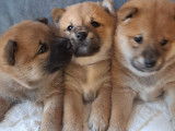 Chiots Shiba Inu à vendre