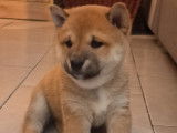 Chiots Shiba Inu à vendre