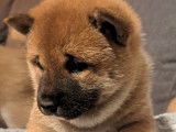 Chiots Shiba Inu à vendre