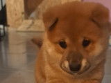 Chiots Shiba Inu à vendre