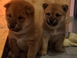 Chiots Shiba Inu à vendre