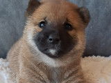Chiots Shiba Inu à vendre