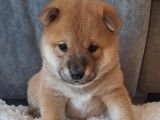 Chiots Shiba Inu à vendre