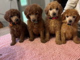 Chiots Caniche Royal à vendre