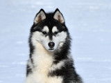 Superbe chiot Husky LOF à vendre