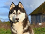 Superbe chiot Husky LOF à vendre