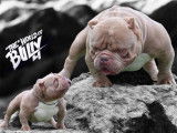 Mâle American Bully micro disponible pour saillie