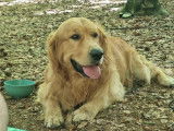 Tango, mâle Golden Retriever LOF disponible pour saillie