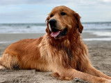 Tango, mâle Golden Retriever LOF disponible pour saillie