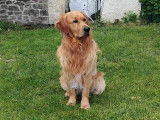 Tango, mâle Golden Retriever LOF disponible pour saillie