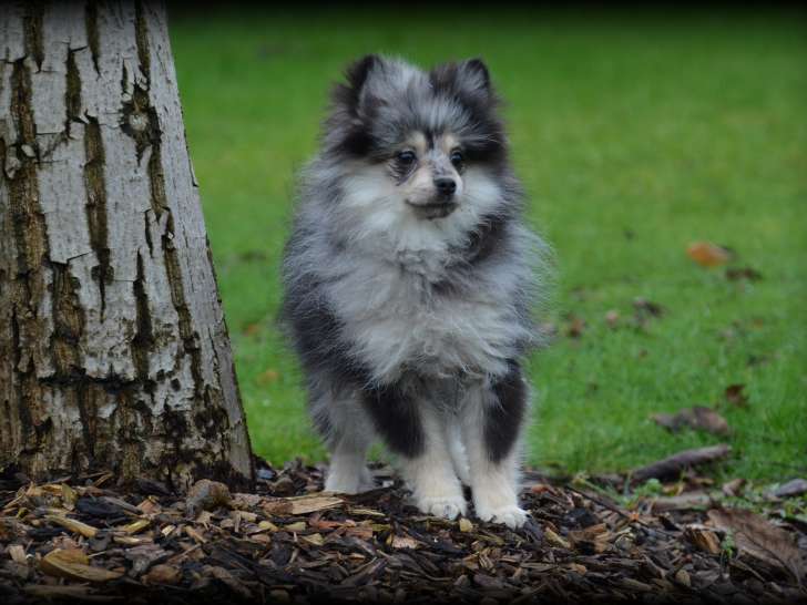 Chiots Spitz Nain à vendre