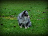 Chiots Spitz Nain à vendre
