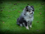 Chiots Spitz Nain à vendre