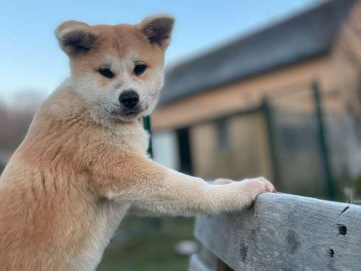 Chiot femelle Akita Inu LOF à acheter