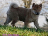 À vendre, 1 chiot femelle Shiba Inu LOF